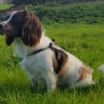 Springer Spaniel Anglais