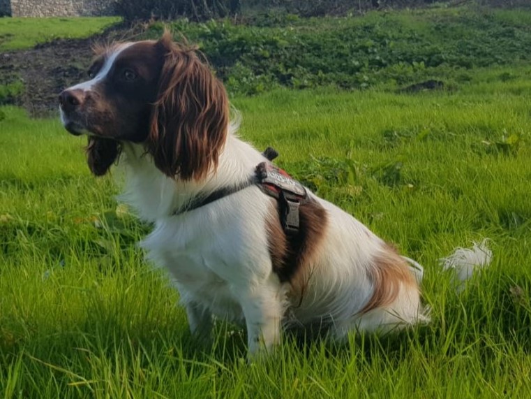 Springer Spaniel Anglais
