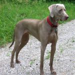 Weimaraner