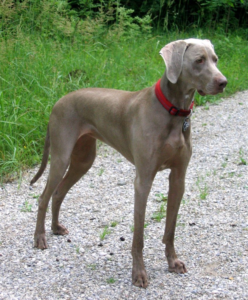 Photo du Weimaraner