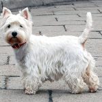 Westie