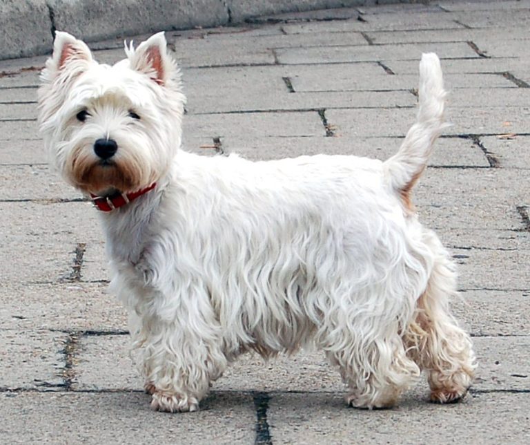 Westie