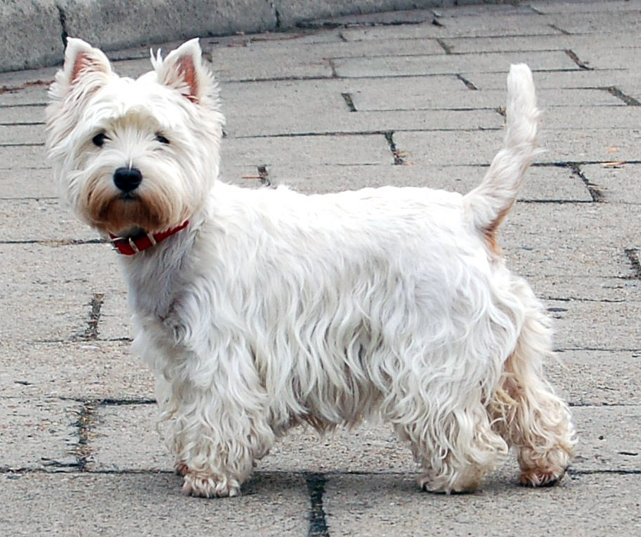 Photo du Westie