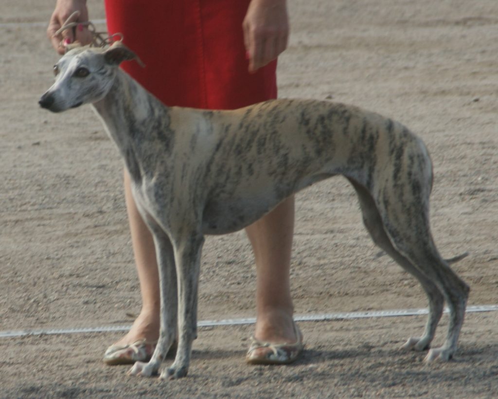 Photo du Whippet
