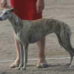 Whippet