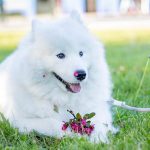 Samoyede