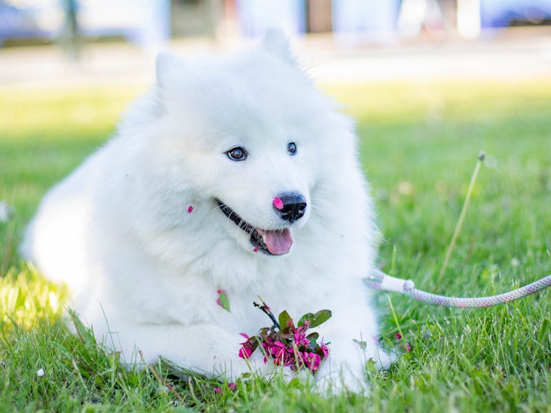 Photo du Samoyede