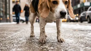 Sel de voirie et pattes de chien : comment protéger les coussinets ?