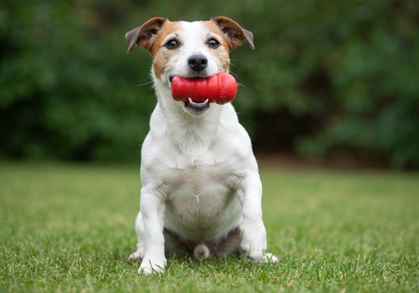 Kong Classic S pour petit chien