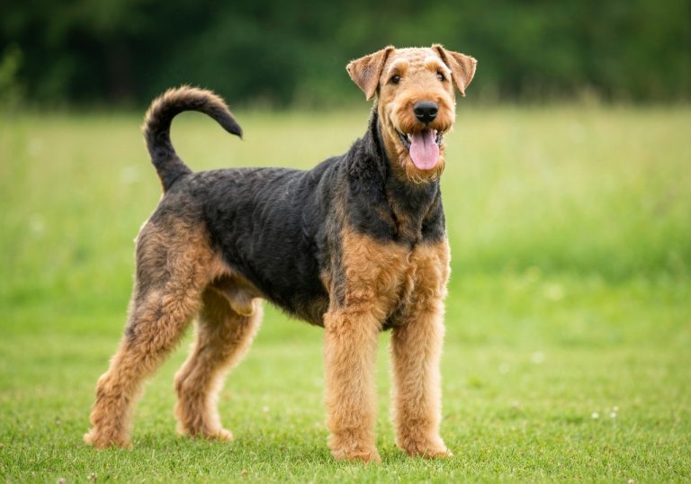 Airedale Terrier
