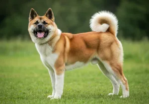Akita Américain