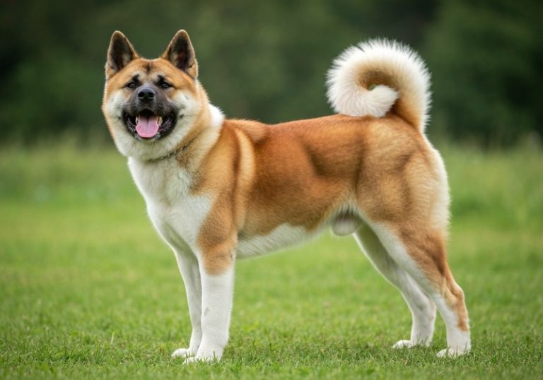 Akita Américain