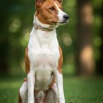 Basenji