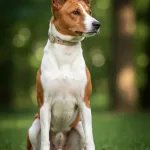 Basenji