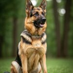 Berger Allemand