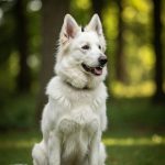 Berger Blanc Suisse
