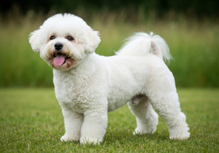 Bichon Frisé