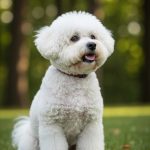 Bichon Frisé