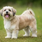 Bichon Havanais