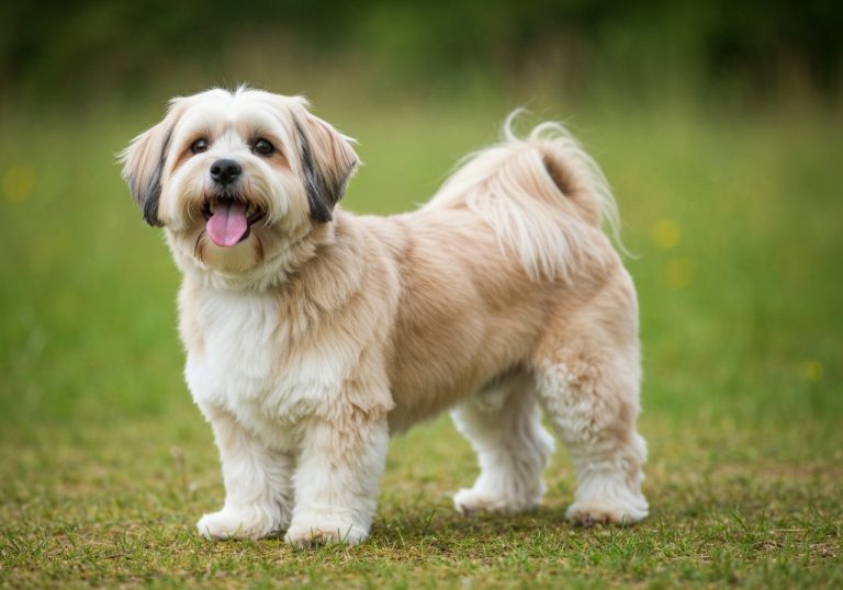 Bichon Havanais