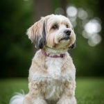 Bichon Havanais