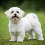 Bichon Maltais