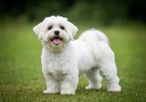 Bichon Maltais