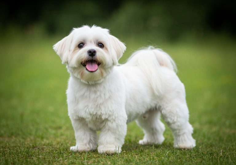 Bichon Maltais