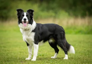 Border Collie