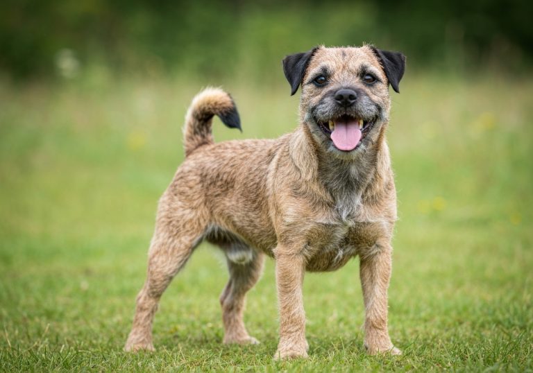 Border Terrier
