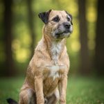 Border Terrier