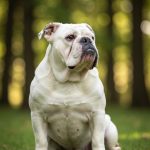 Bouledogue Anglais