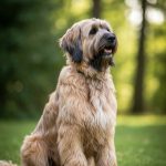 Briard