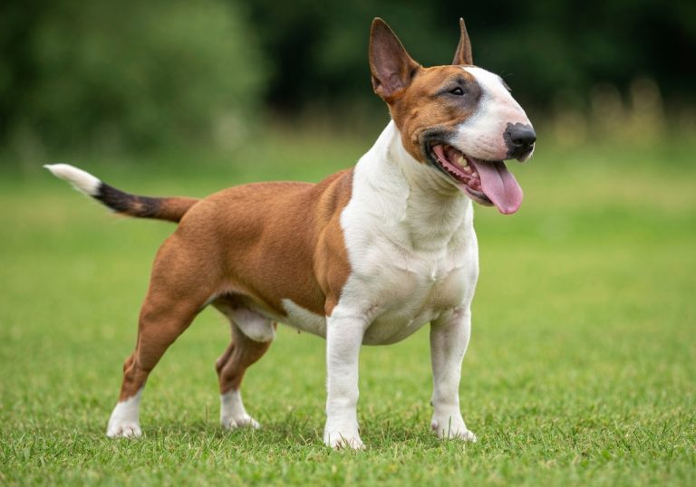 Bull Terrier