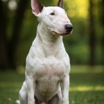 Bull Terrier
