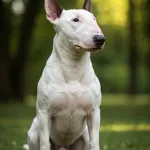 Bull Terrier
