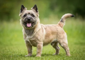 Cairn Terrier