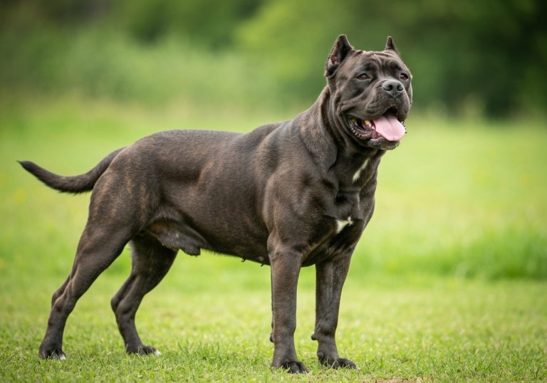 Cane Corso