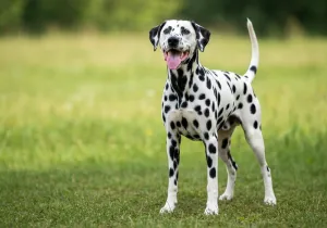 Dalmatien