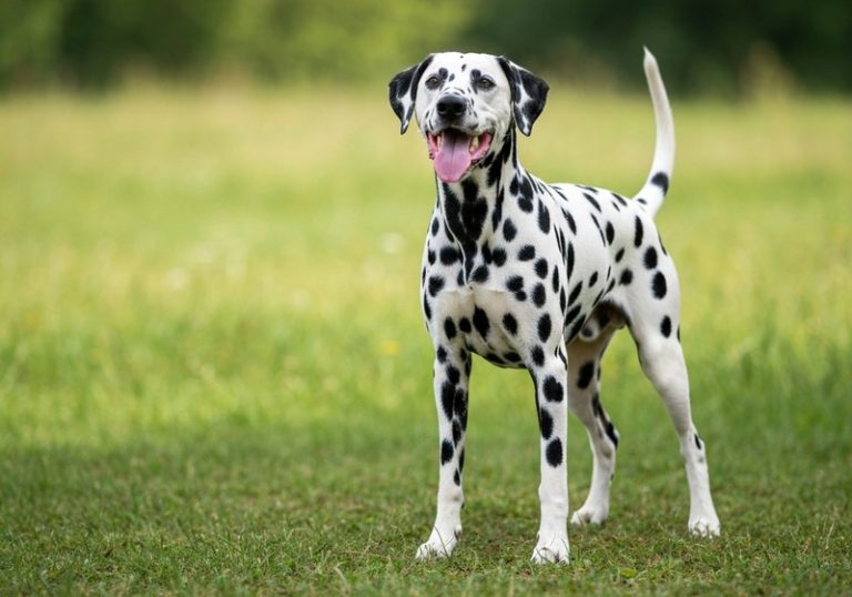 Dalmatien