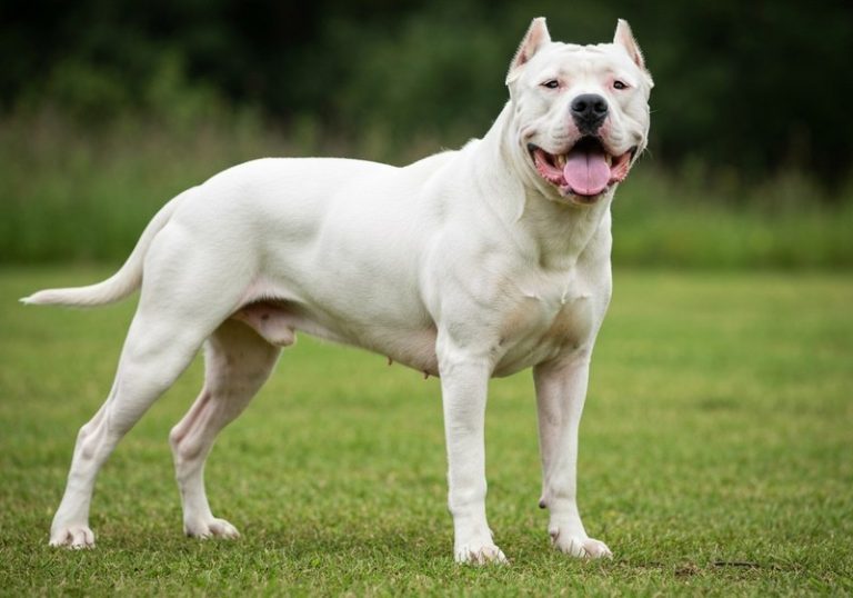 Dogo Argentino
