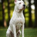 Dogo Argentino