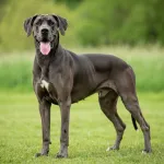 Dogue Allemand