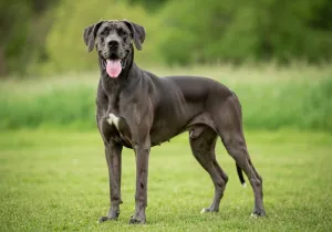 Dogue Allemand