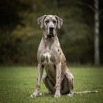 Dogue Allemand