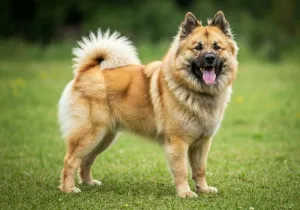 Eurasier