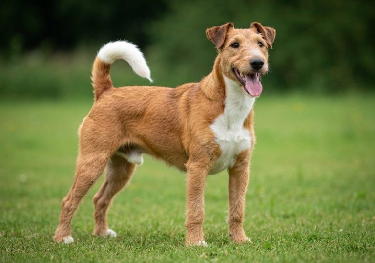 Fox Terrier