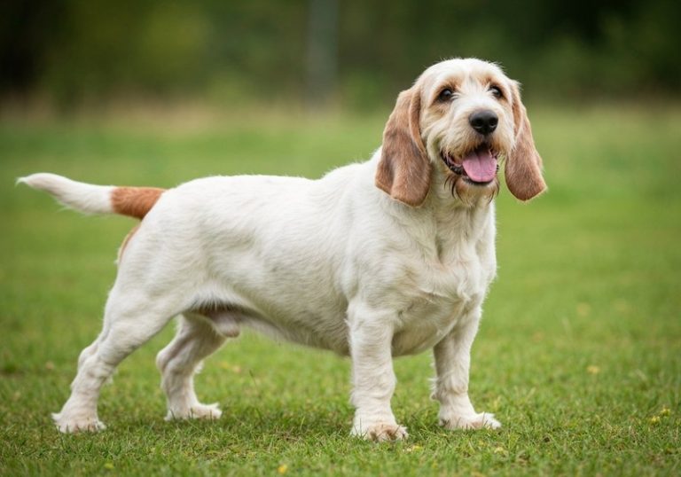 Grand Basset Griffon Vendéen