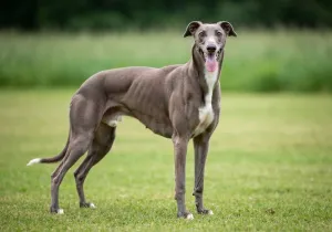Greyhound