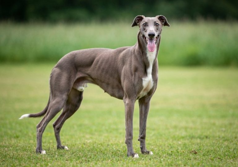 Greyhound